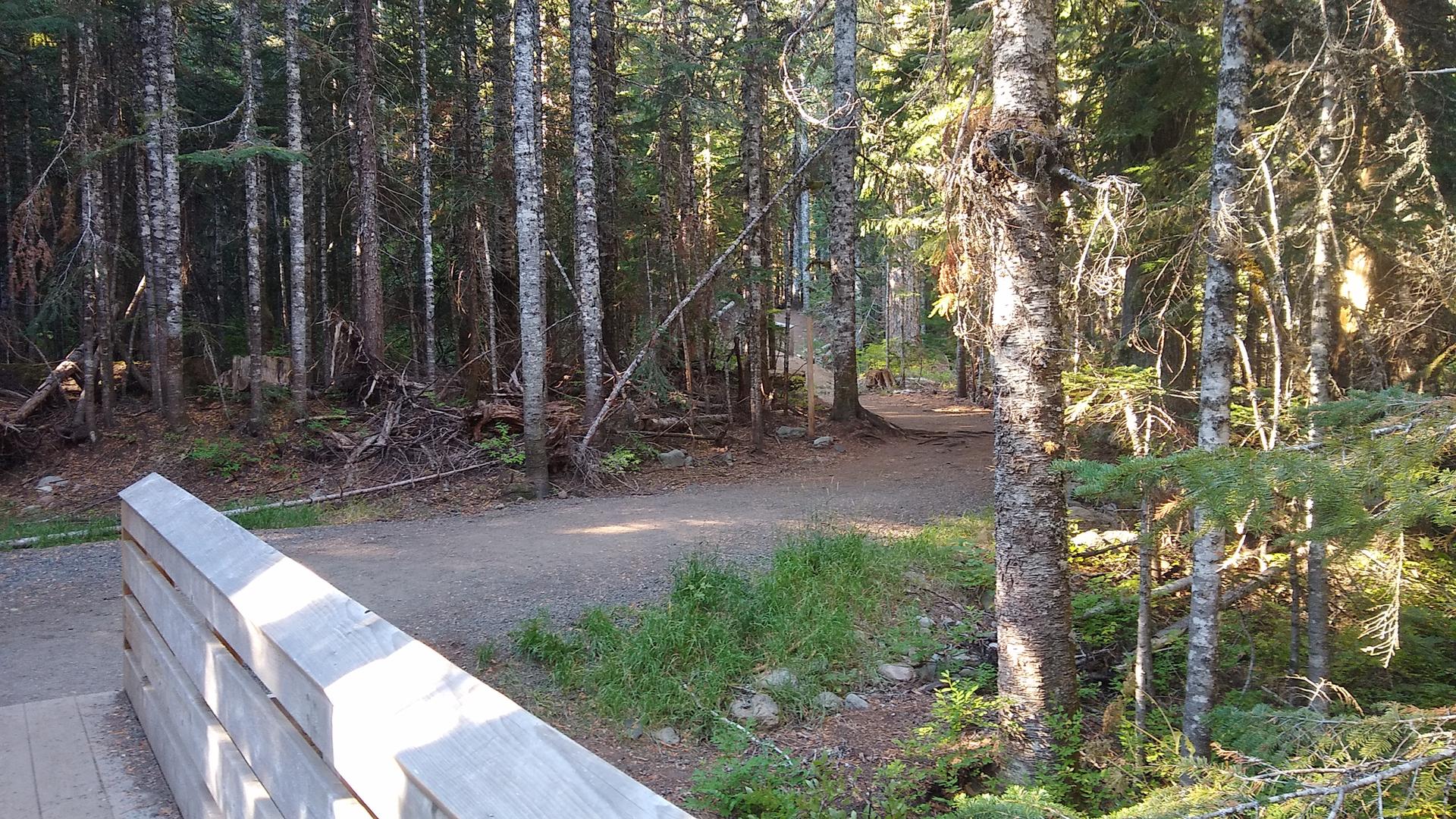 A sunlit forest path with tall trees and a wooden railing.