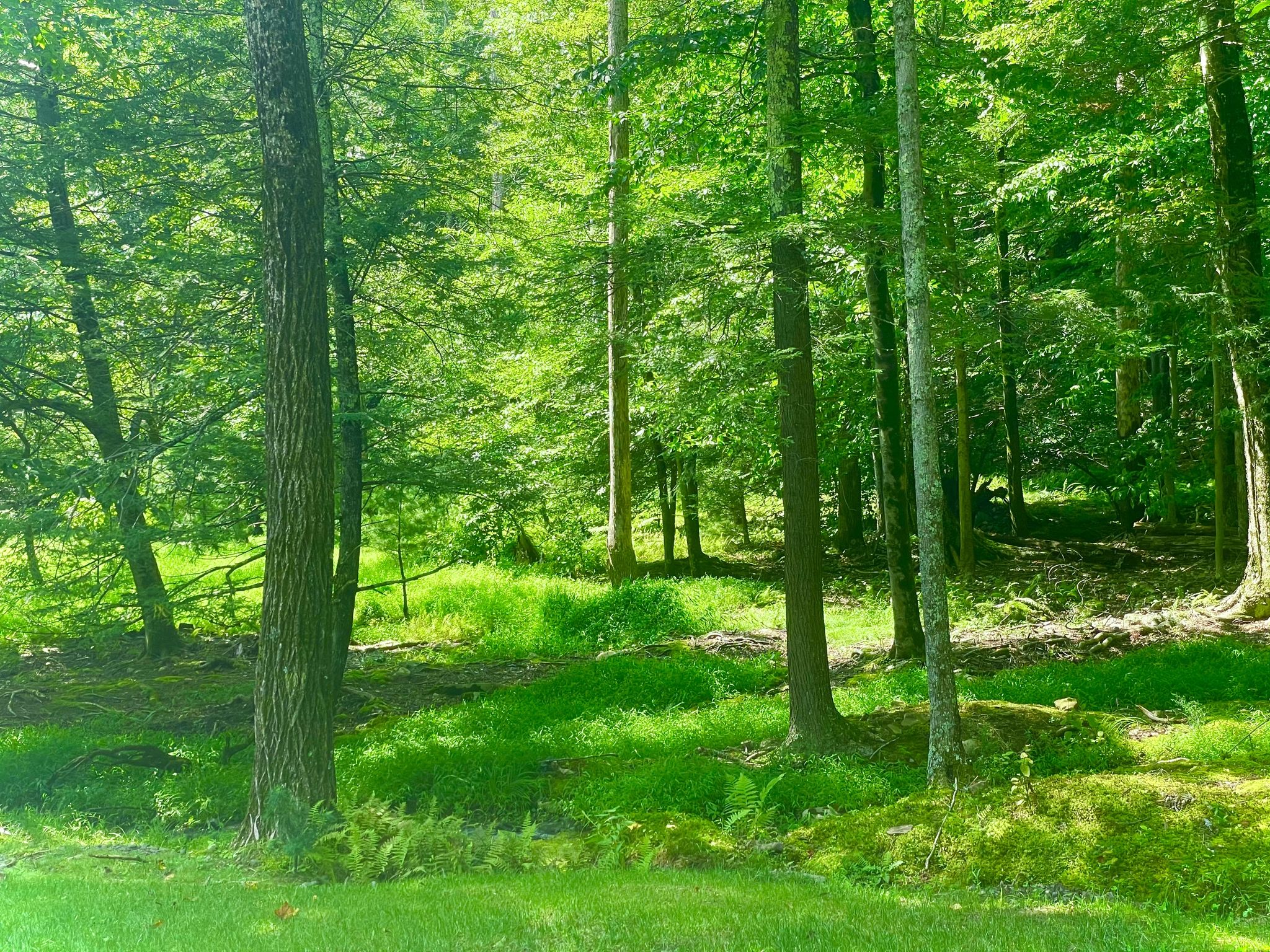 Lush green forest with tall trees and bright undergrowth on a sunny day. - Catskill Park loop via Indian Head Wilderness