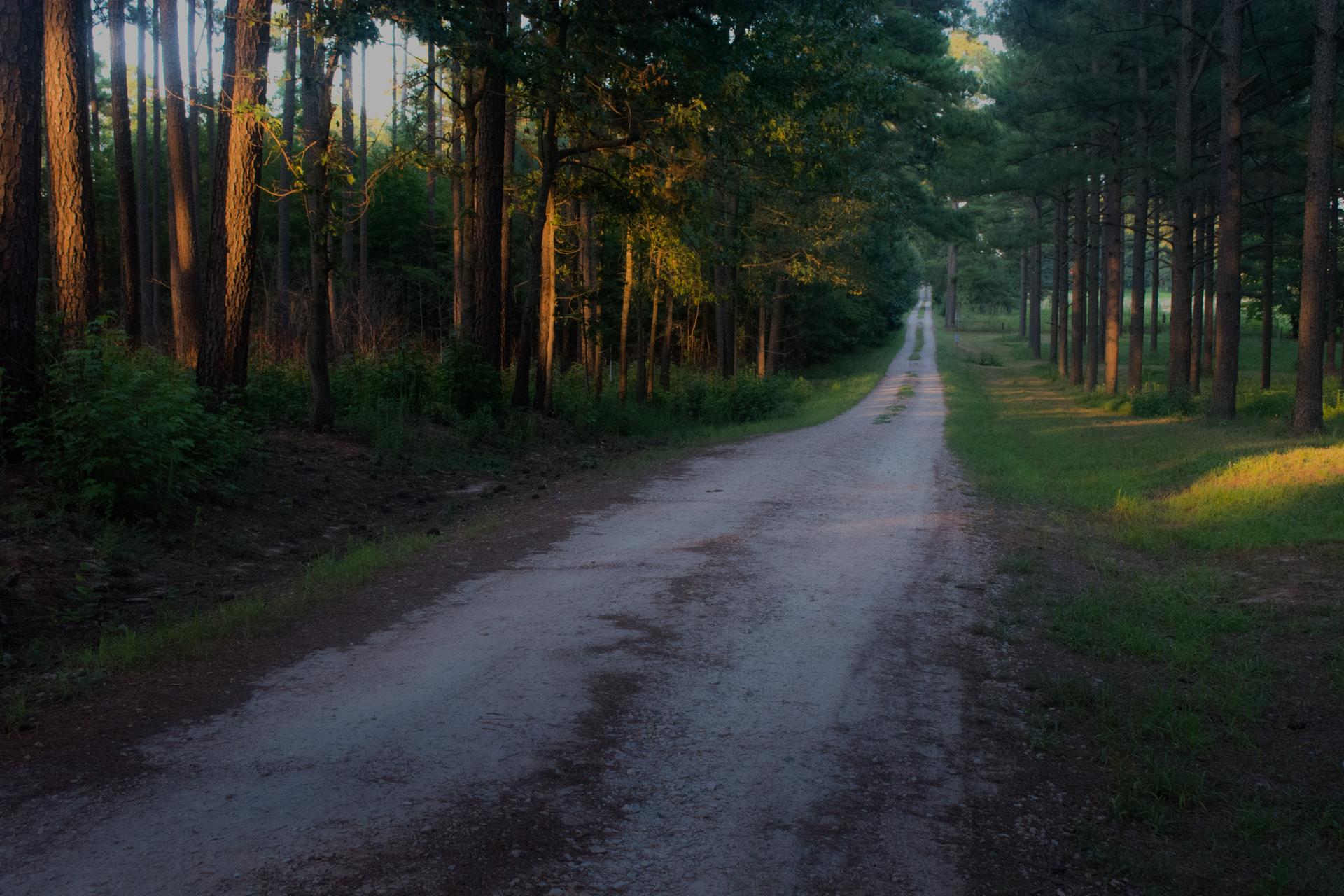 A long, straight dirt road flanked by tall trees in warm sunlight.