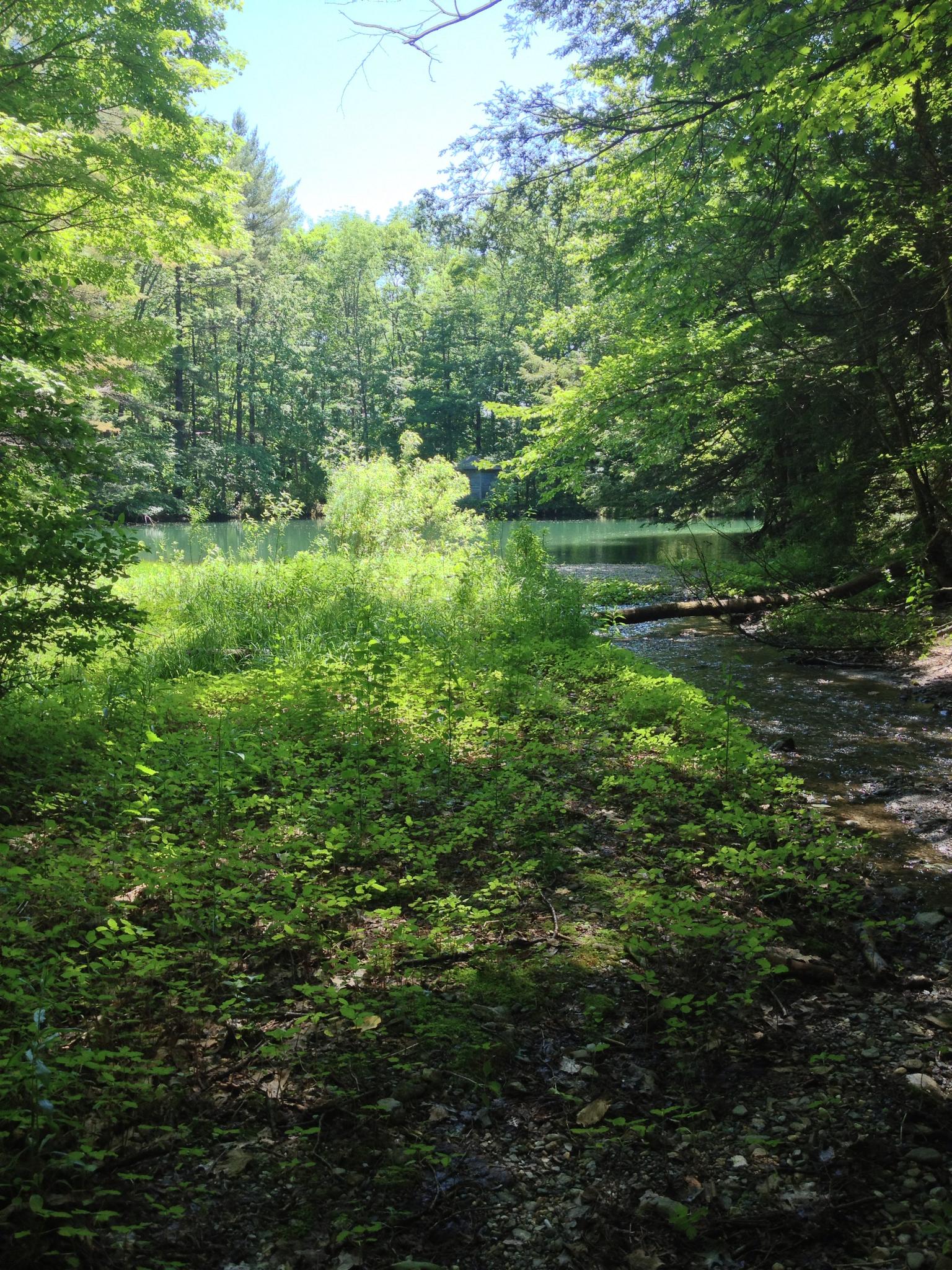 Lush green stream bank leading to a sunlit pond surrounded by dense forest.