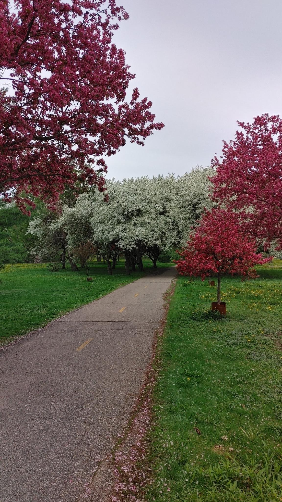 A paved path leads through a park with red and white flowering trees.