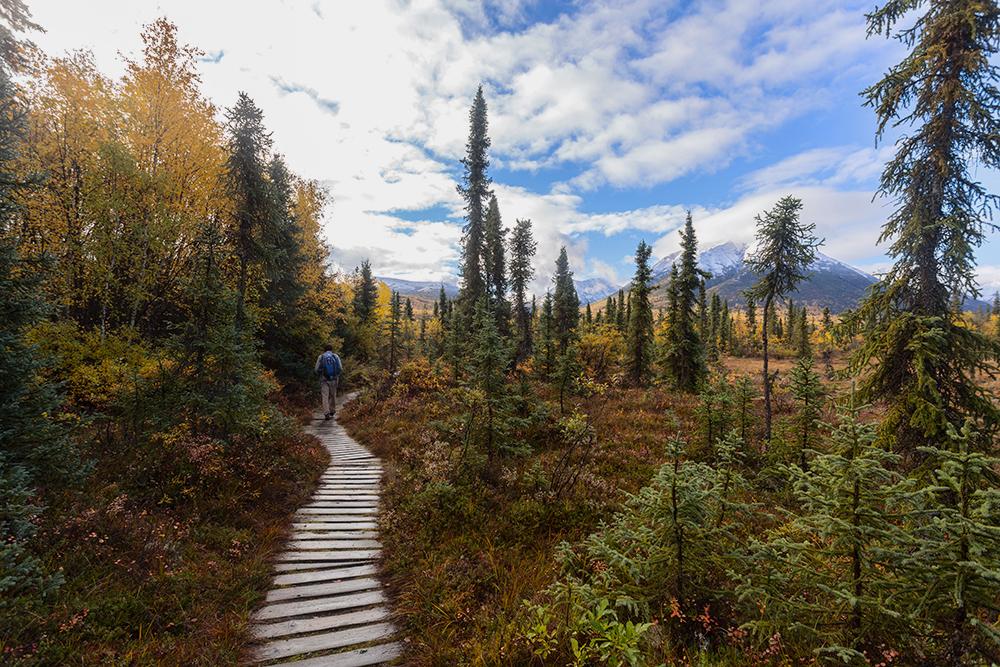 A person walks on a wooden boardwalk through an autumn forest under a cloudy sky.