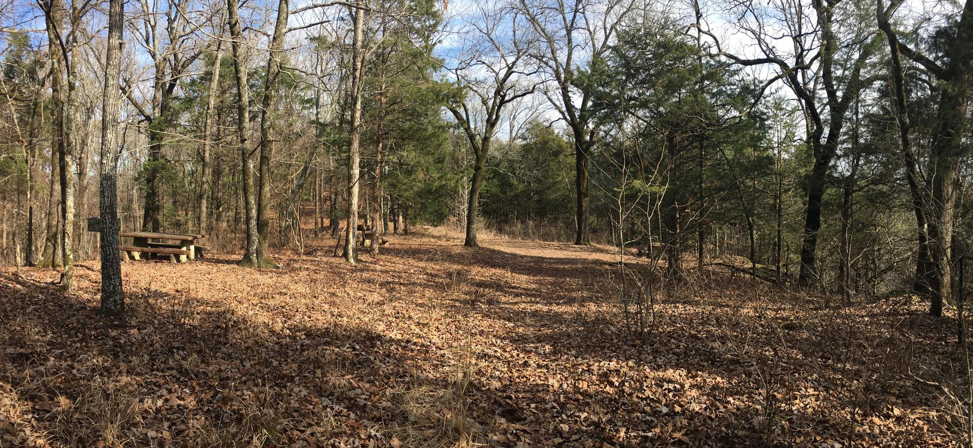Sunny forest clearing with picnic tables and a dirt path through fallen leaves.