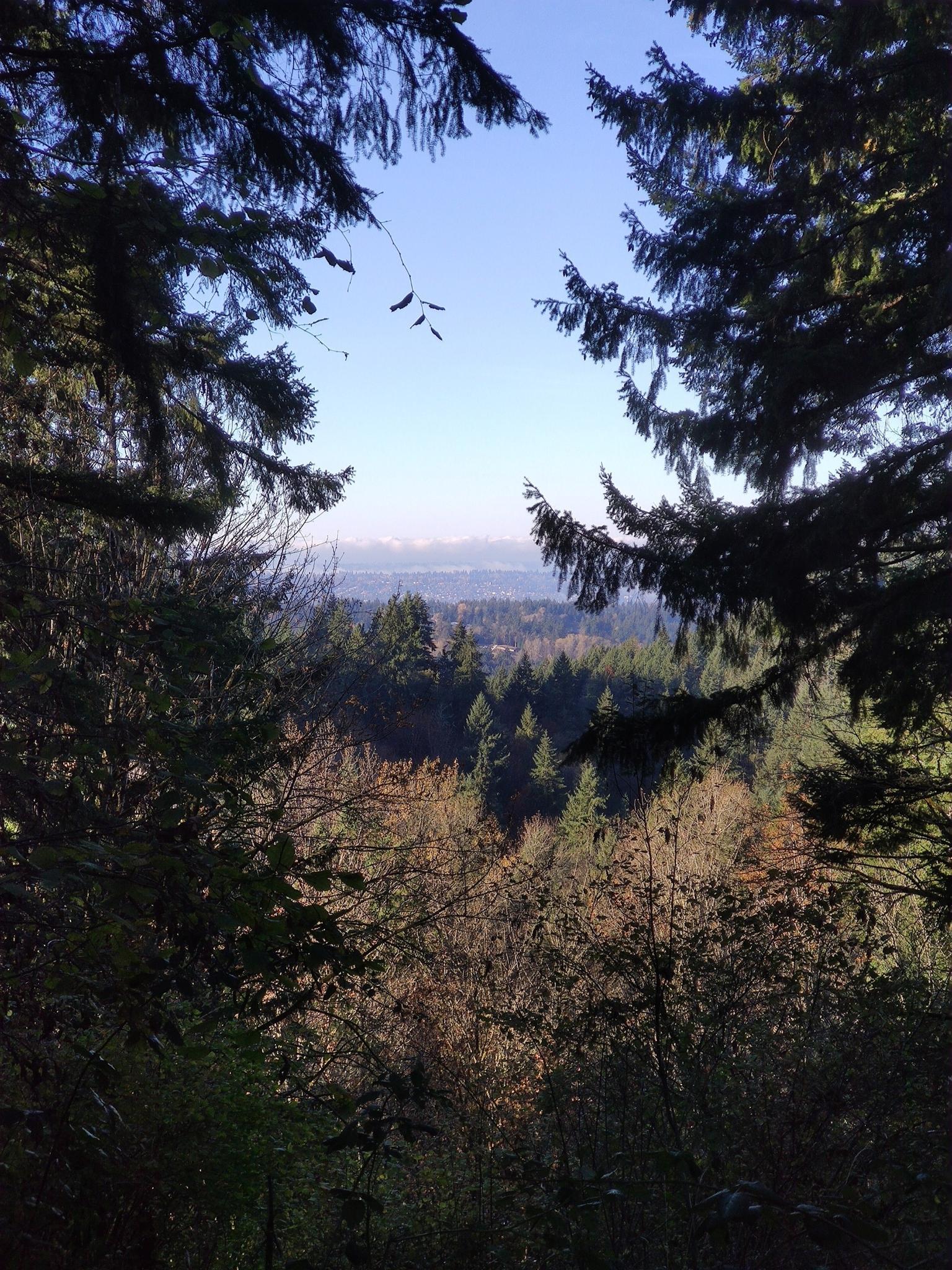 Tall evergreen trees frame a distant view of a valley under a clear blue sky.