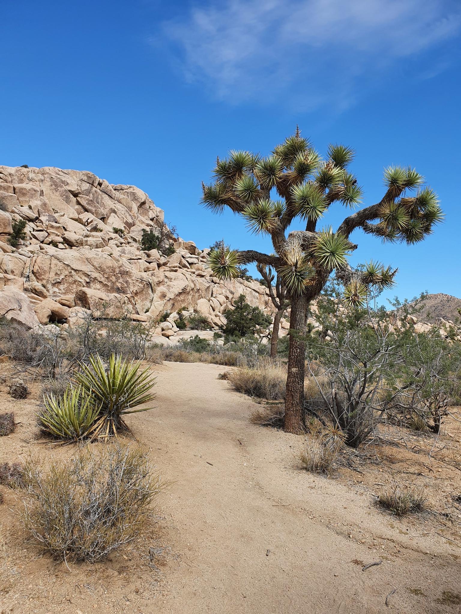Sunny desert path with a Joshua tree and large rock formations.