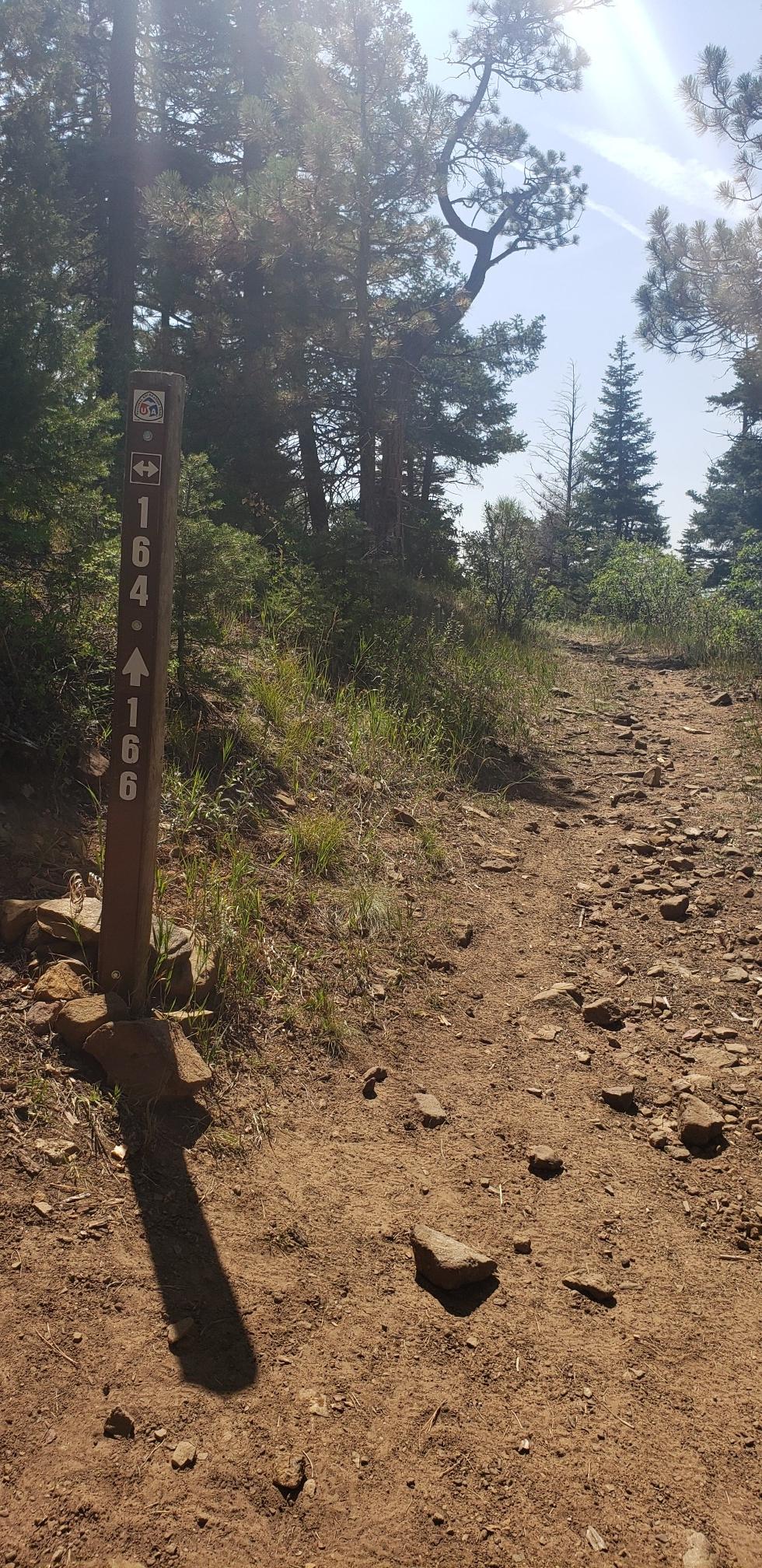 A wooden trail marker stands beside a sunlit dirt path in a pine forest.