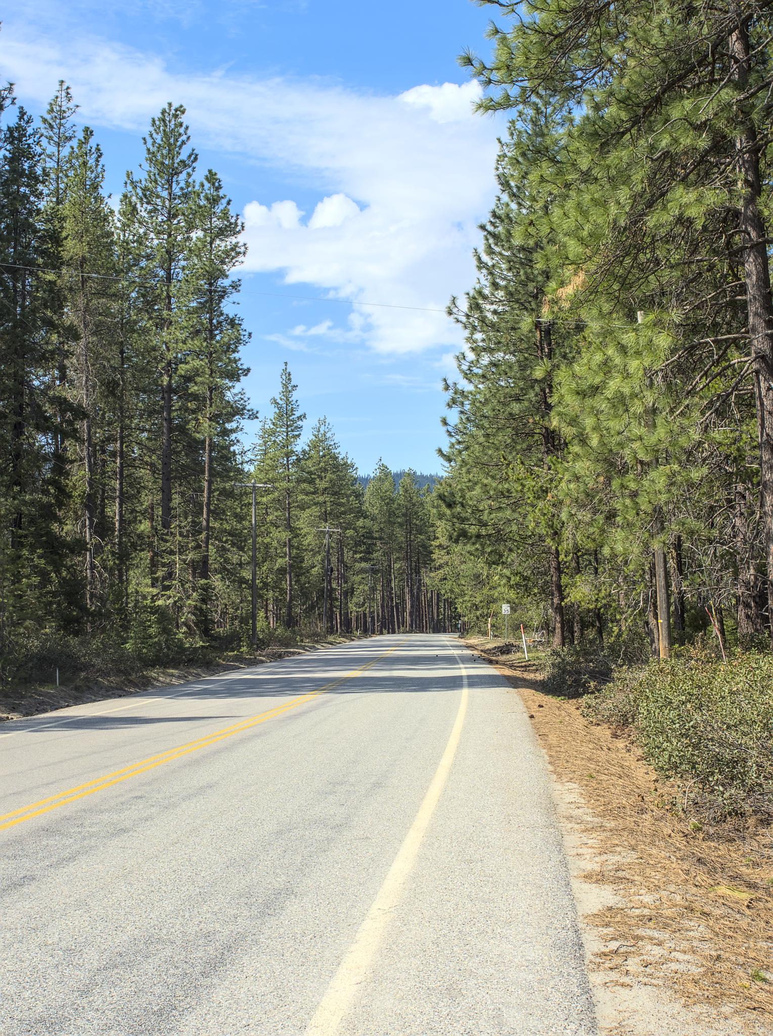 A paved road winding through a dense, sunlit pine forest under a blue sky.