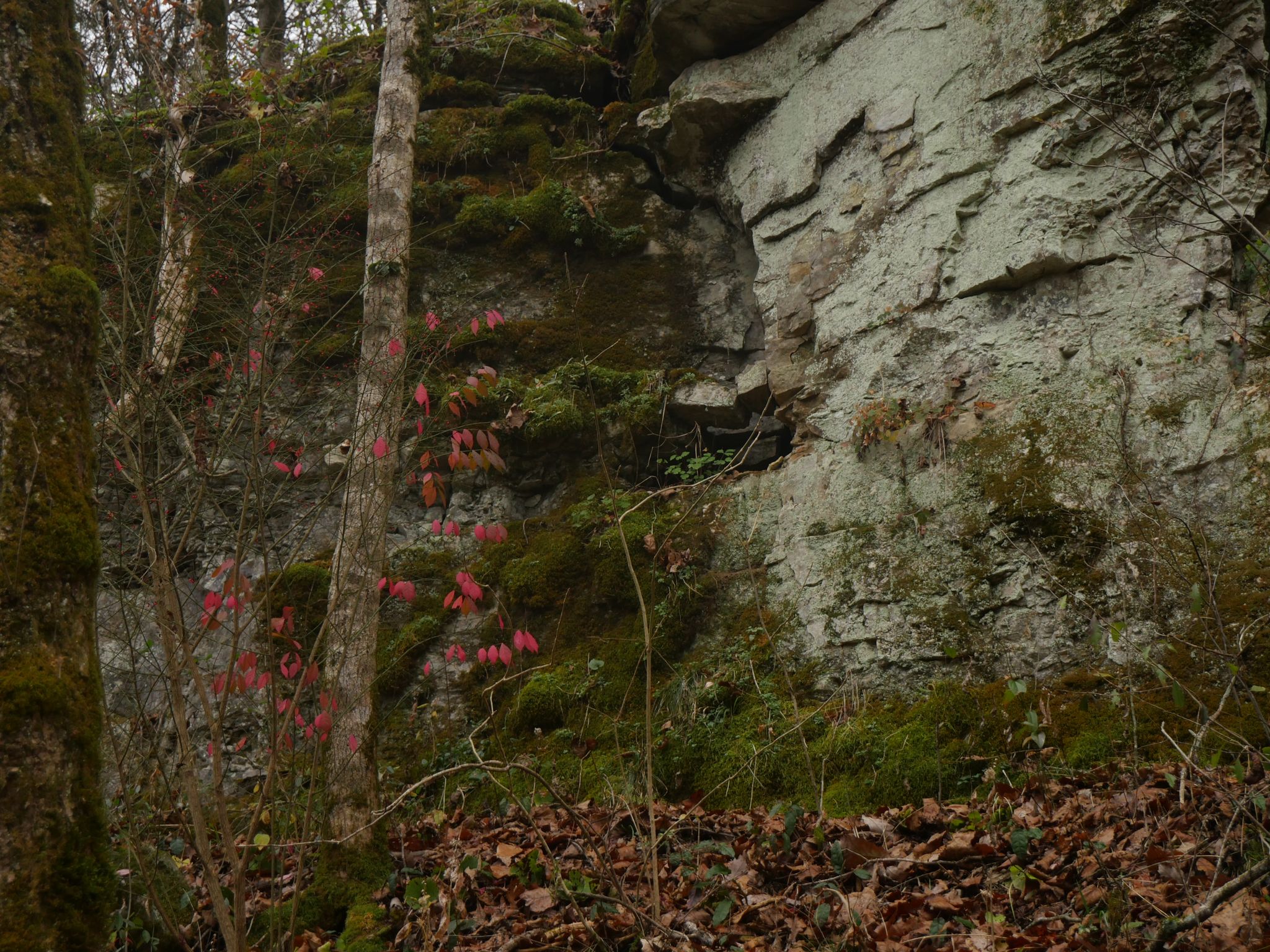 Mossy rock face with trees and red foliage in a dim, shaded forest. - Cedar Sink Trail