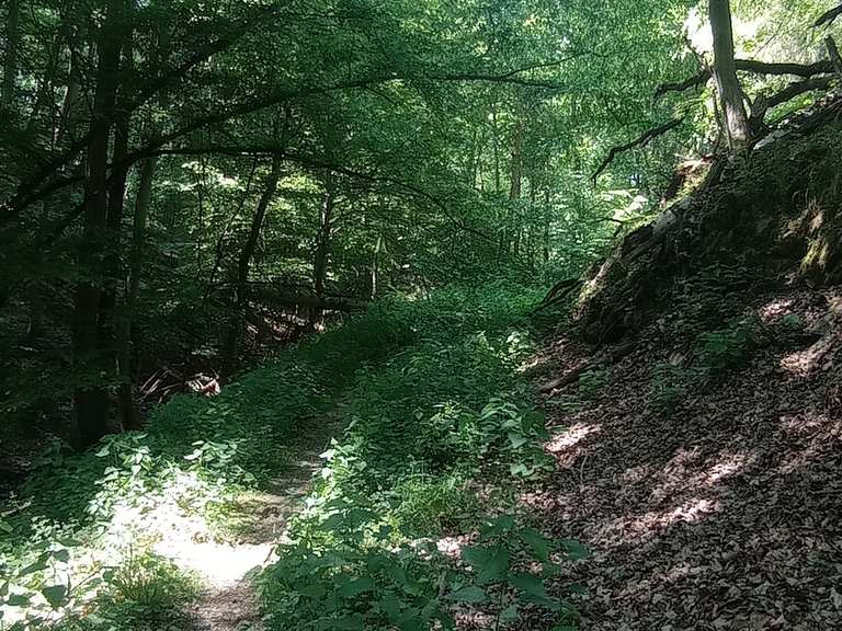 Steiler Stieg: Wanderungen und Rundwege | komoot