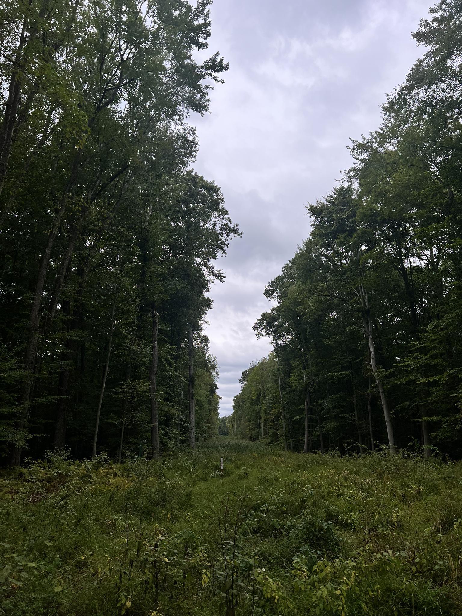 A wide grassy clearing surrounded by tall green trees under a cloudy sky.