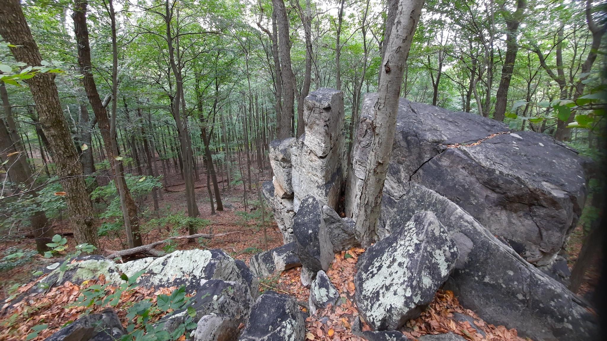 Large mossy rocks and trees in a dense, shaded forest.