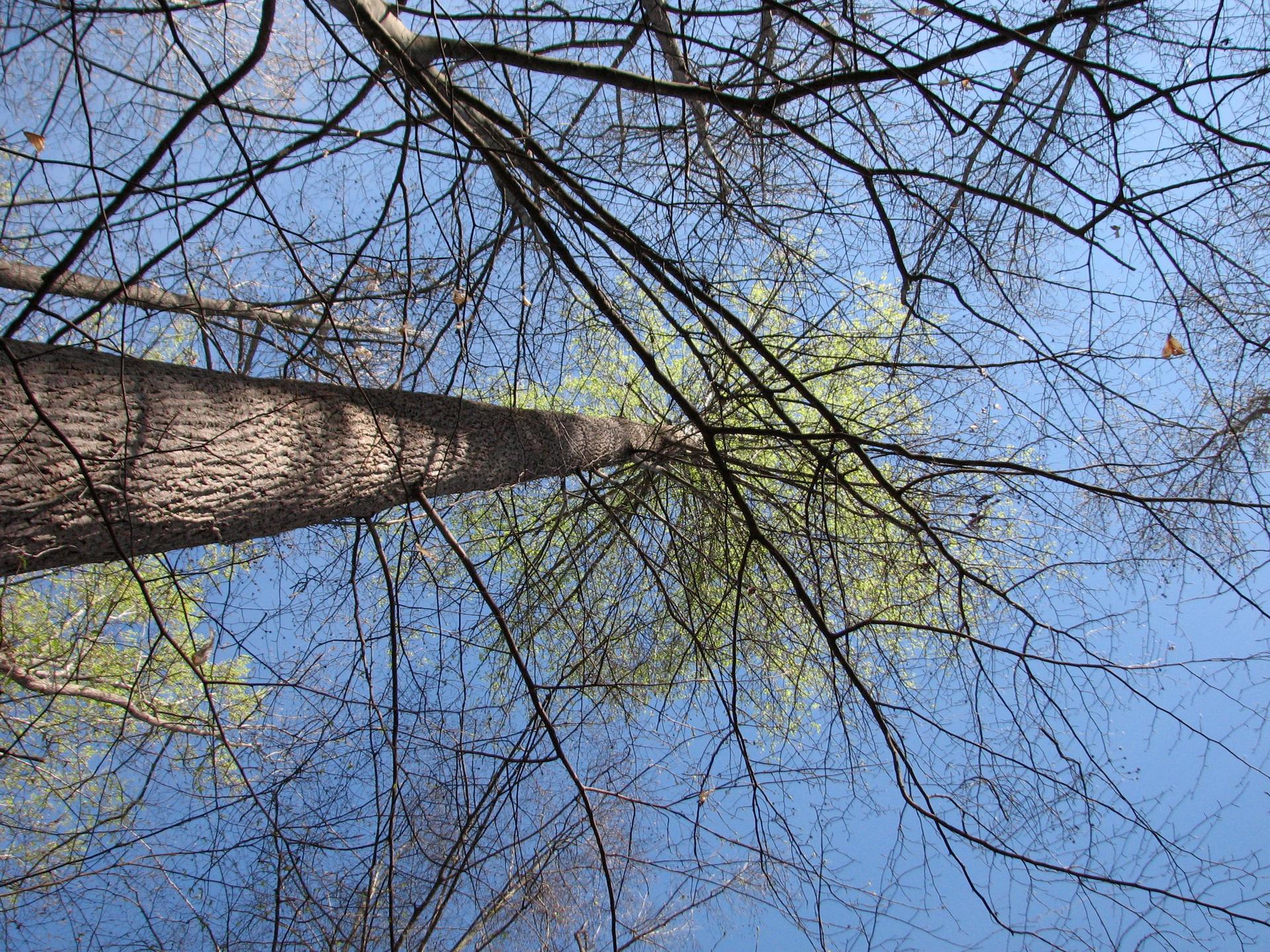 Looking up at a tree with bare and budding branches against a blue sky.