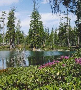 Serene lake with pine trees and vibrant purple flowers in the foreground.