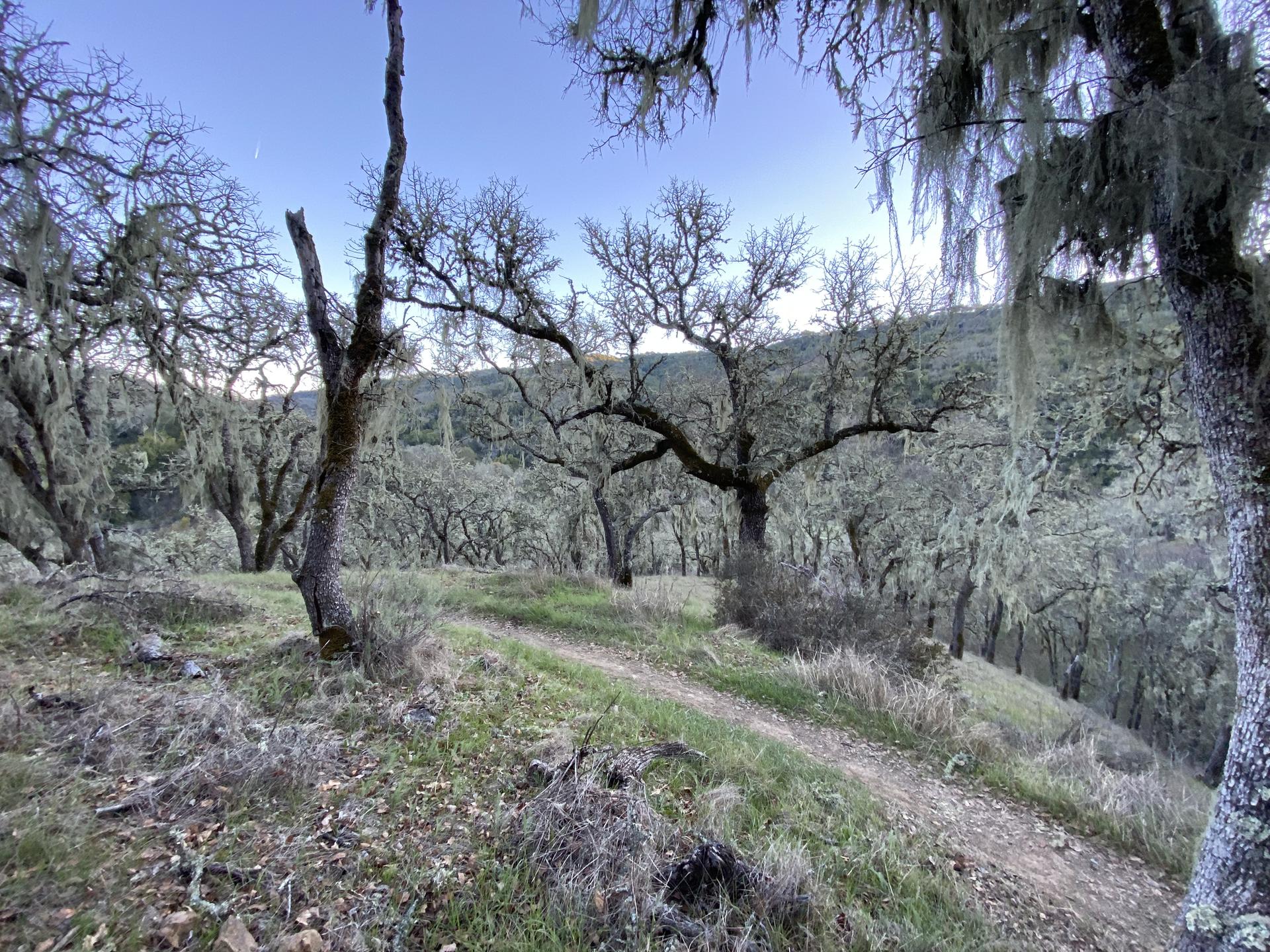 Moss-covered trees line a winding dirt path on a sunny hillside.