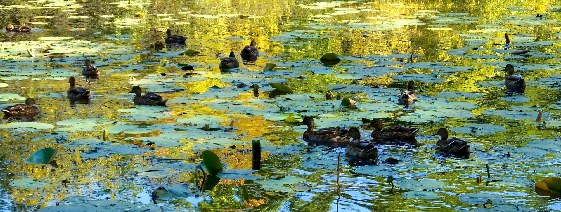 Ducks swim among lily pads in a sunlit pond with yellow reflections.