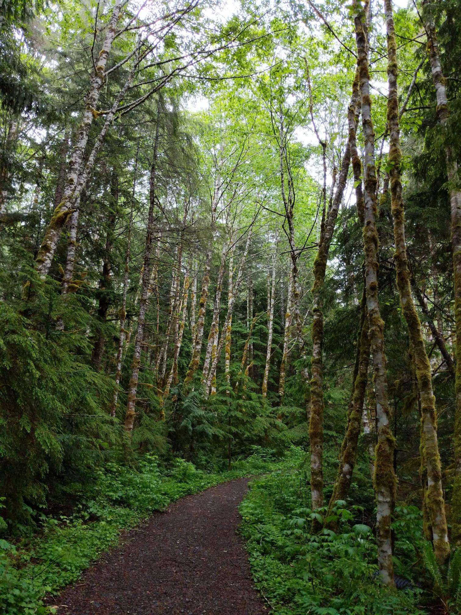 A dirt path winds through a lush forest of tall, slender trees.