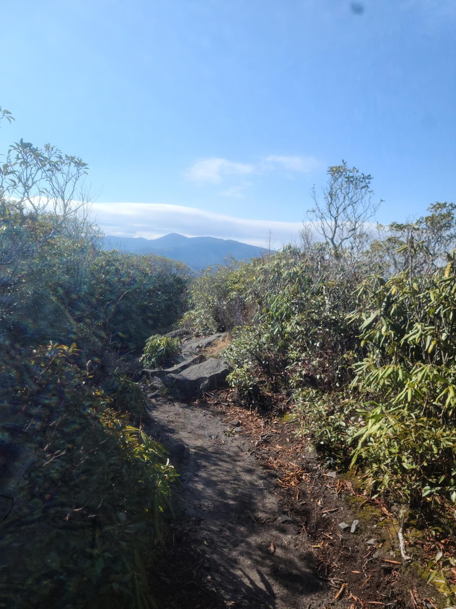 Narrow dirt path winding through dense green bushes with distant mountains.