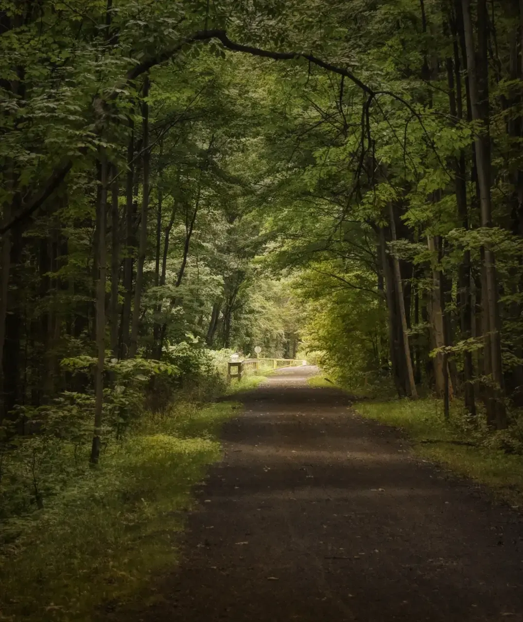 A dark, shaded forest path leads to a bright opening ahead.