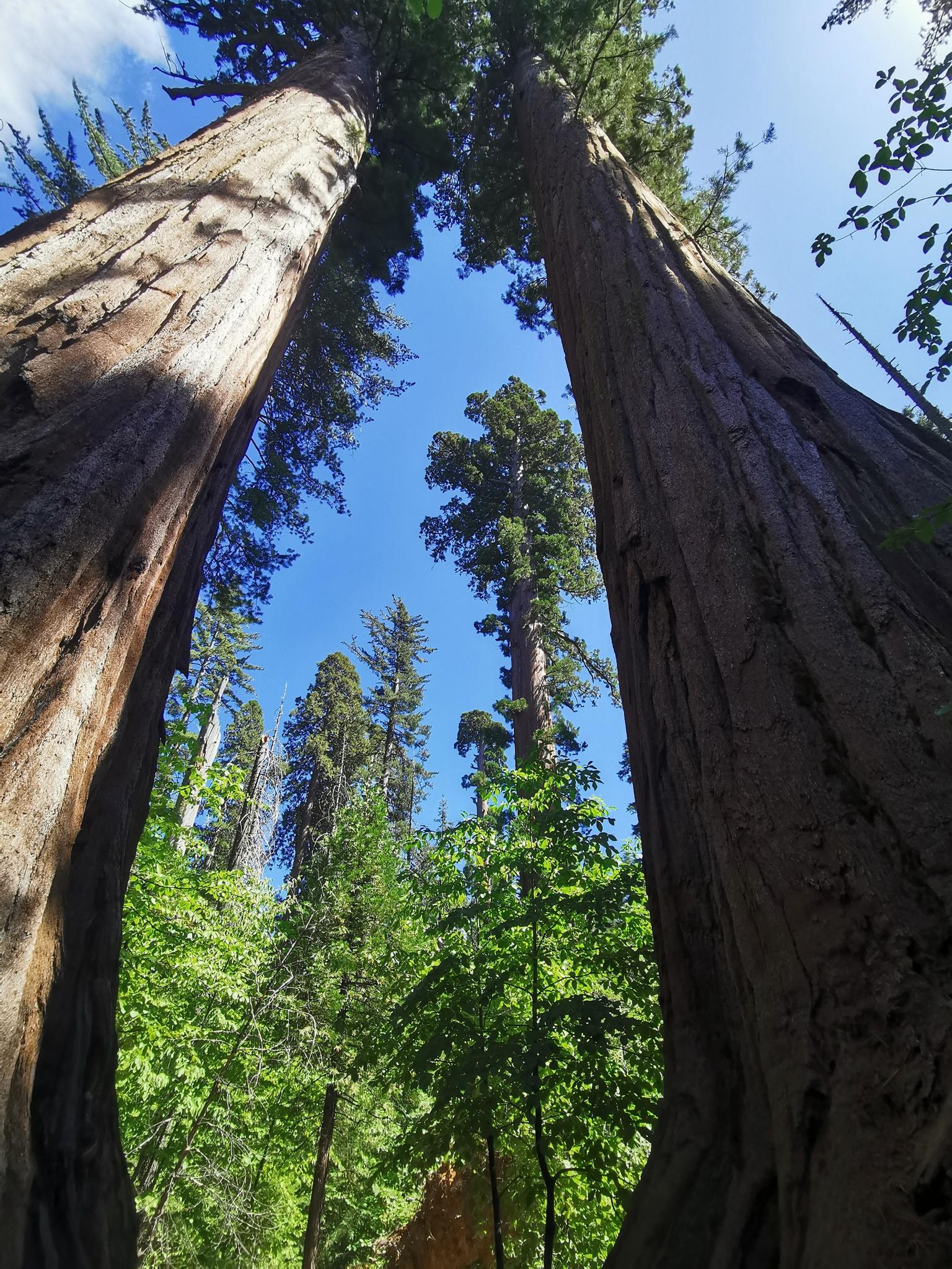 Looking up at two enormous tree trunks against a bright blue sky.