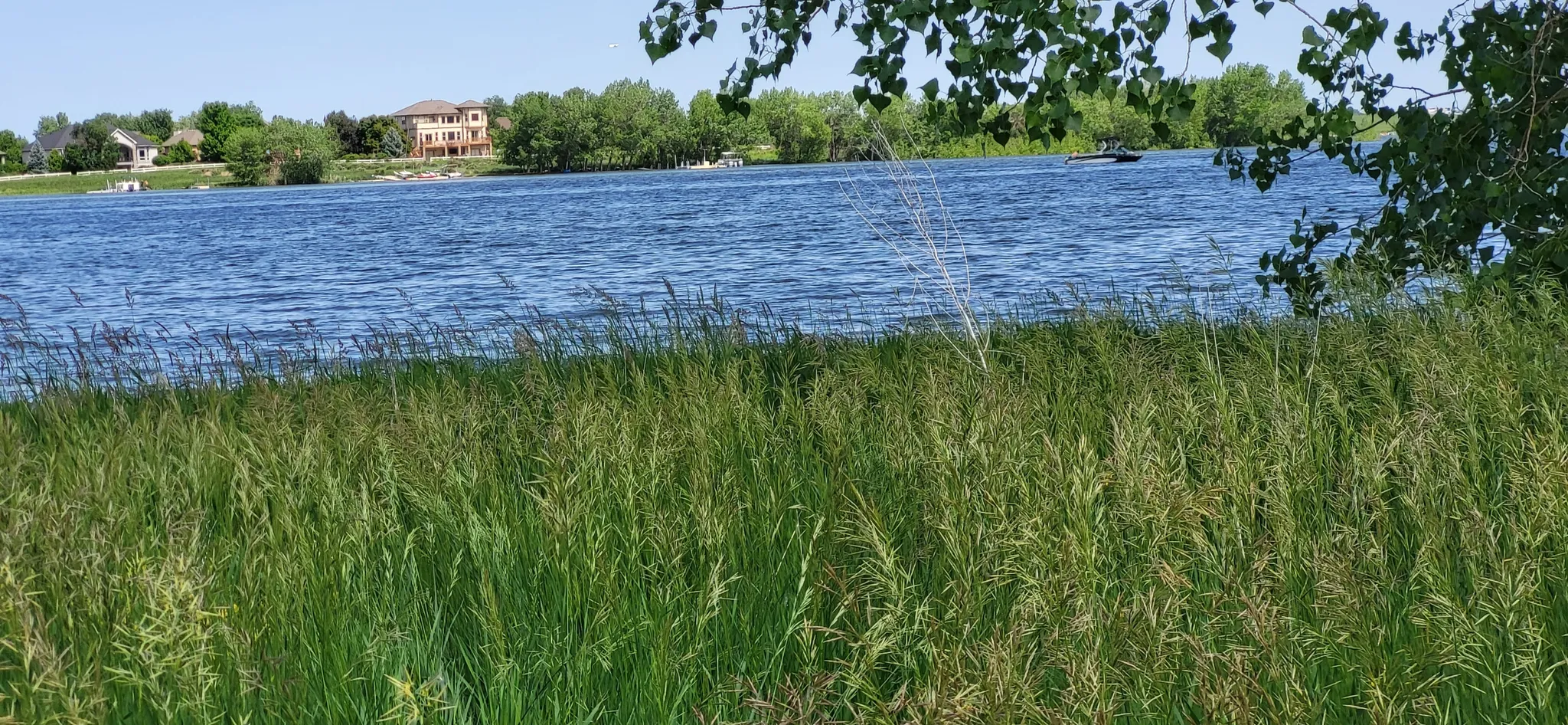 Tall grass frames a sunny lake with distant houses and a boat. - Loveland Recreation Trail