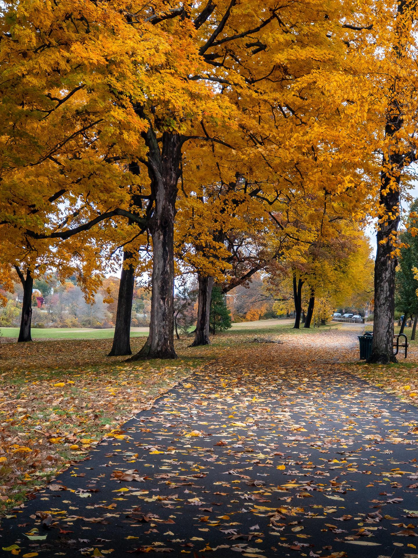 Paved path covered in golden autumn leaves, lined by vibrant trees.
