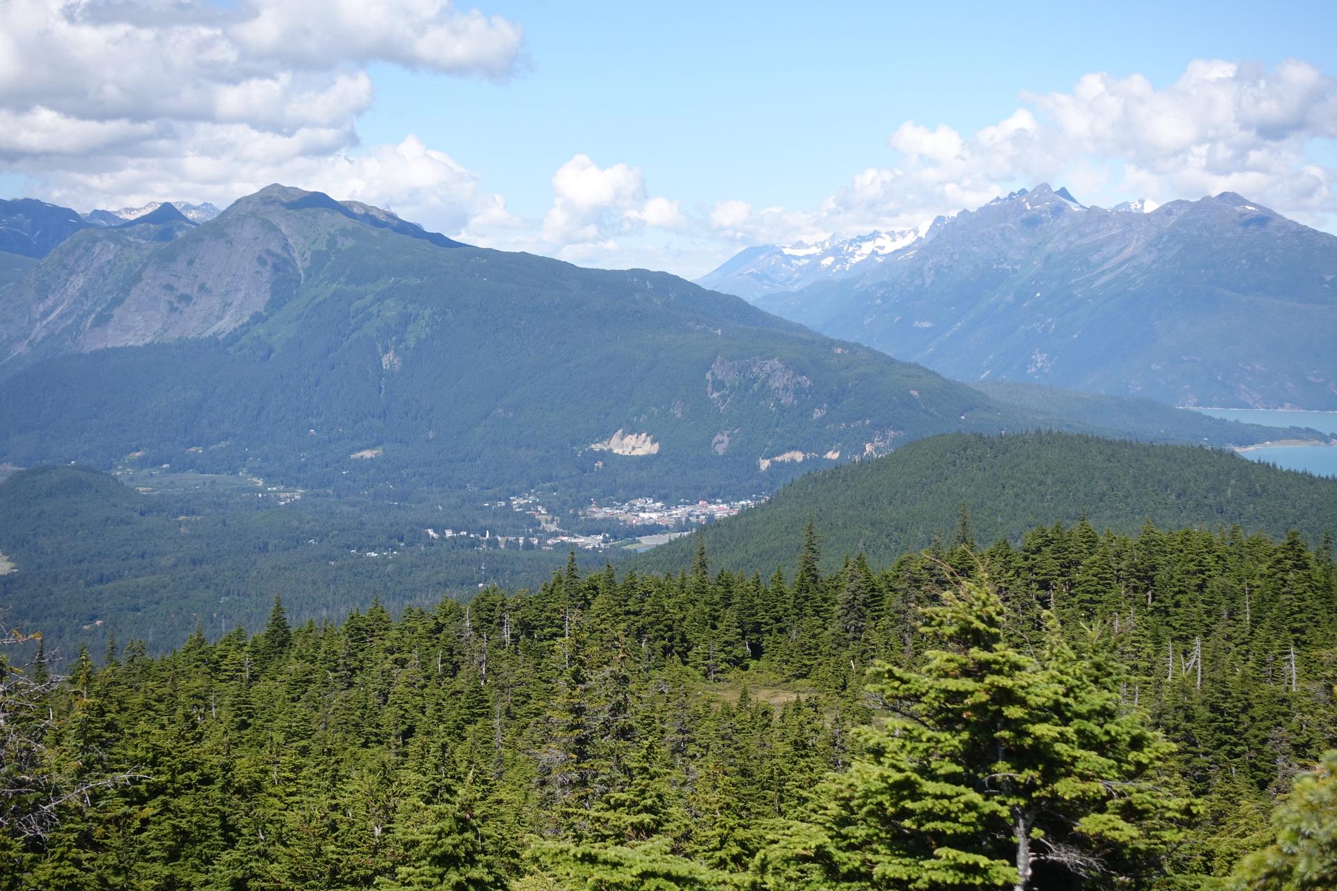 Sunny day, vast forest overlooking a valley with a town and snowy mountains.