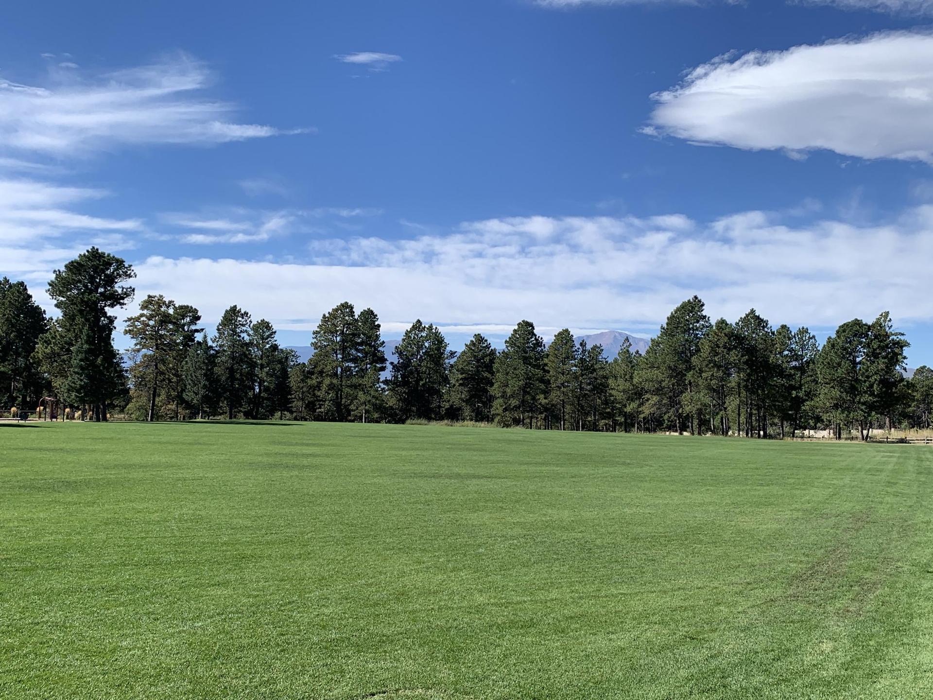 A wide green field under a blue sky, bordered by tall pine trees.