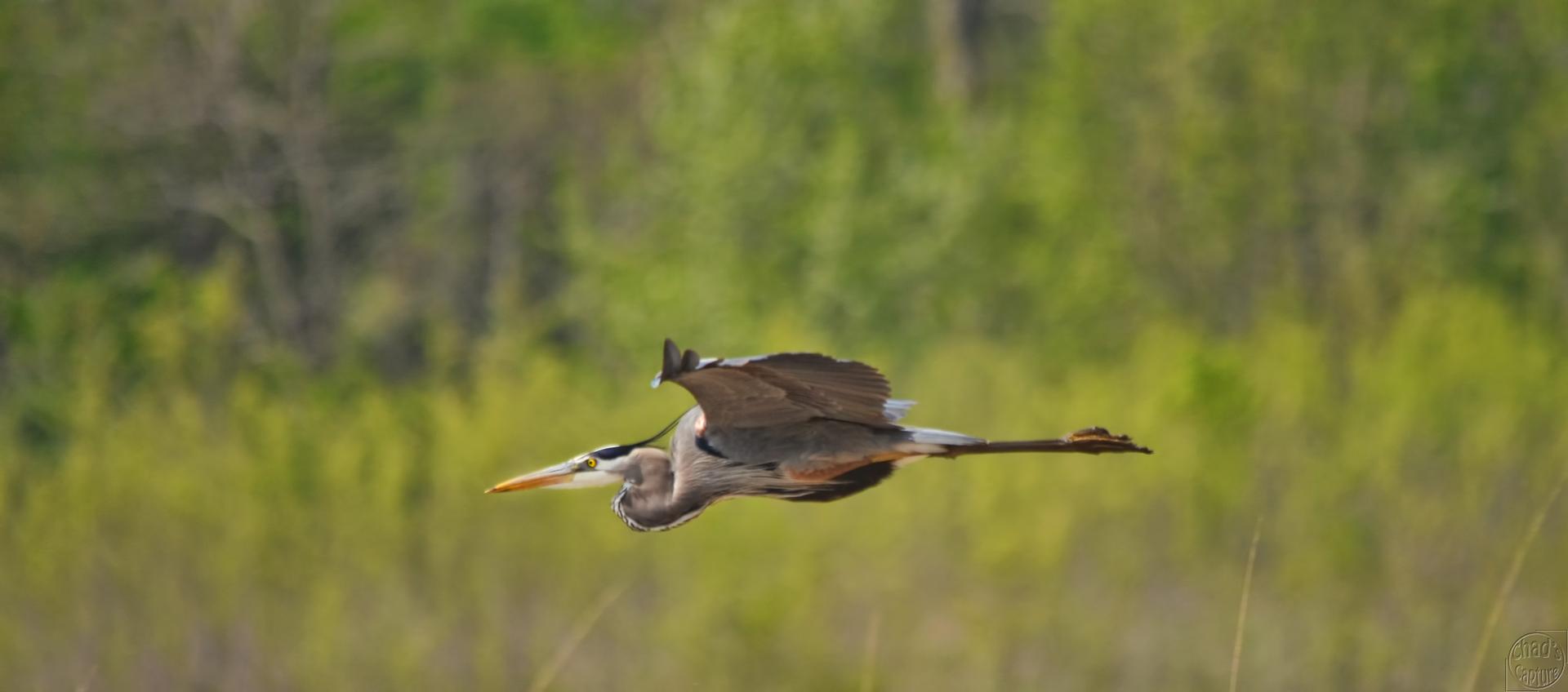 A great blue heron flies horizontally across a bright green, blurry background.