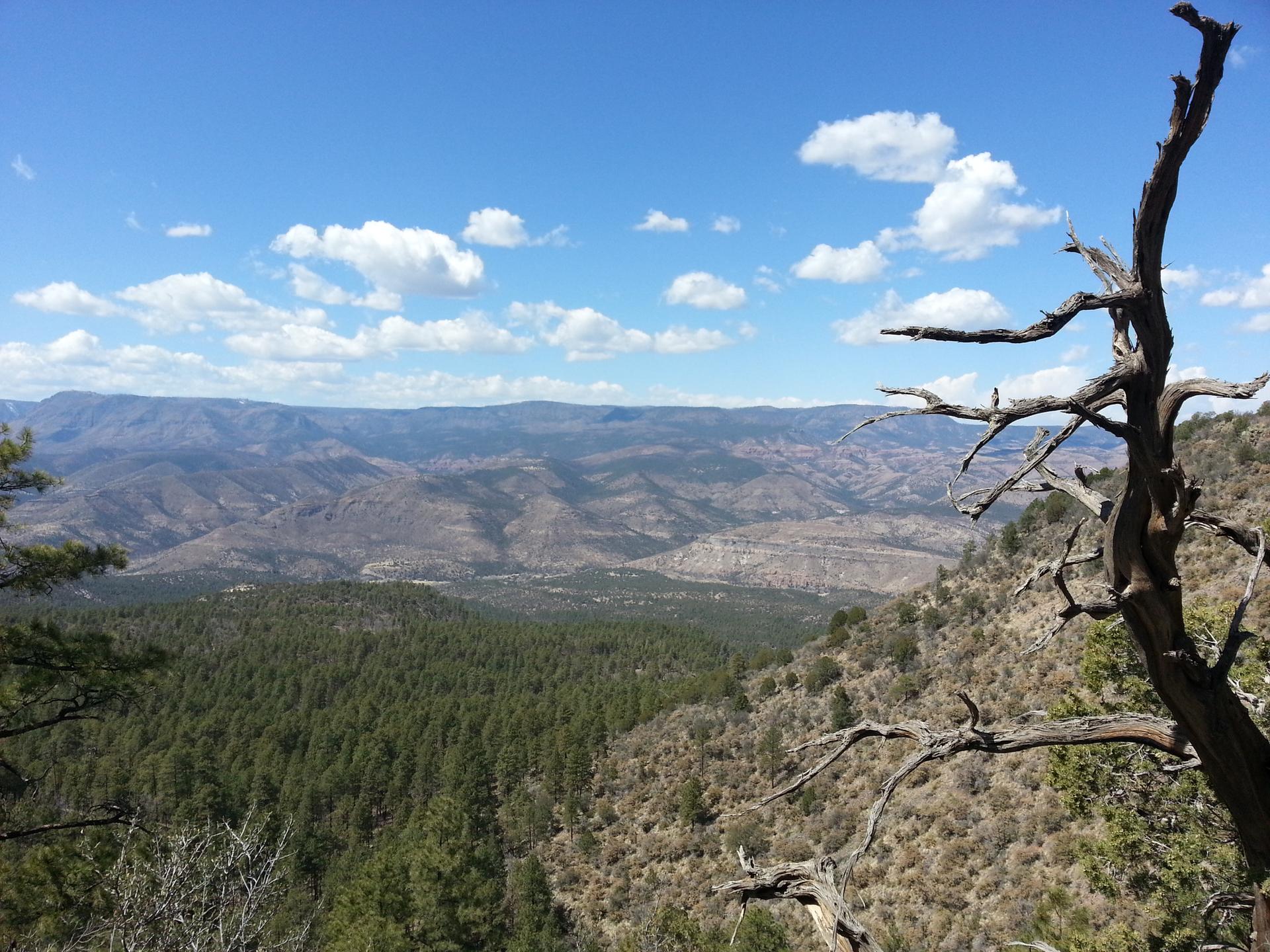 Vast mountain landscape with dense forest under a bright blue sky, dead tree foreground.