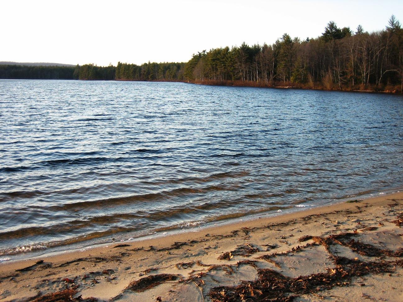 A calm lake with a sandy shore and a dense forest under soft evening light.