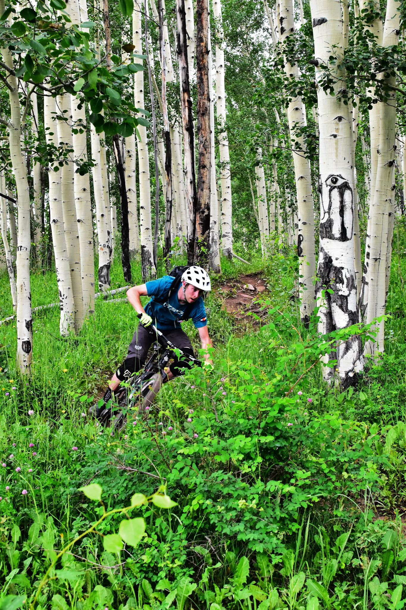 Mountain biker descends through a vibrant green aspen forest in bright light. - Engineer Mountain Trail – Durango