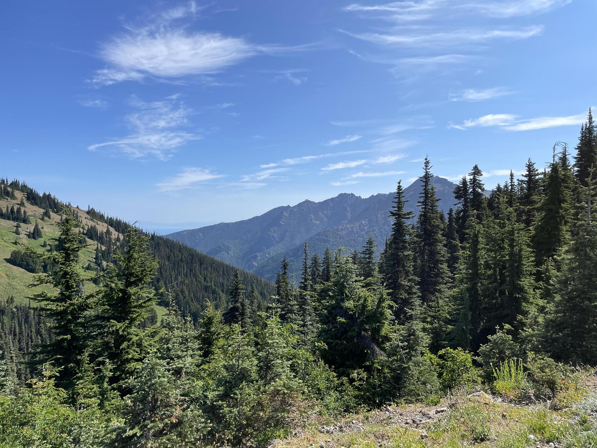 Sunny mountain landscape with dense evergreen forests and distant peaks under blue sky.