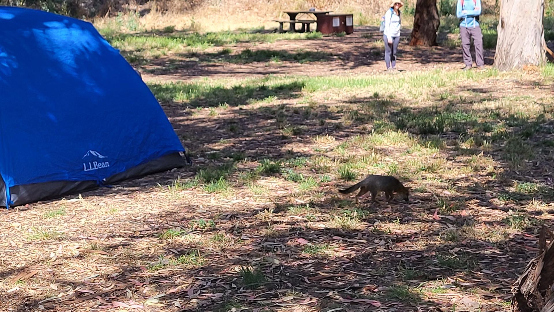A small animal walks past a blue tent and two people in a sunny campsite.