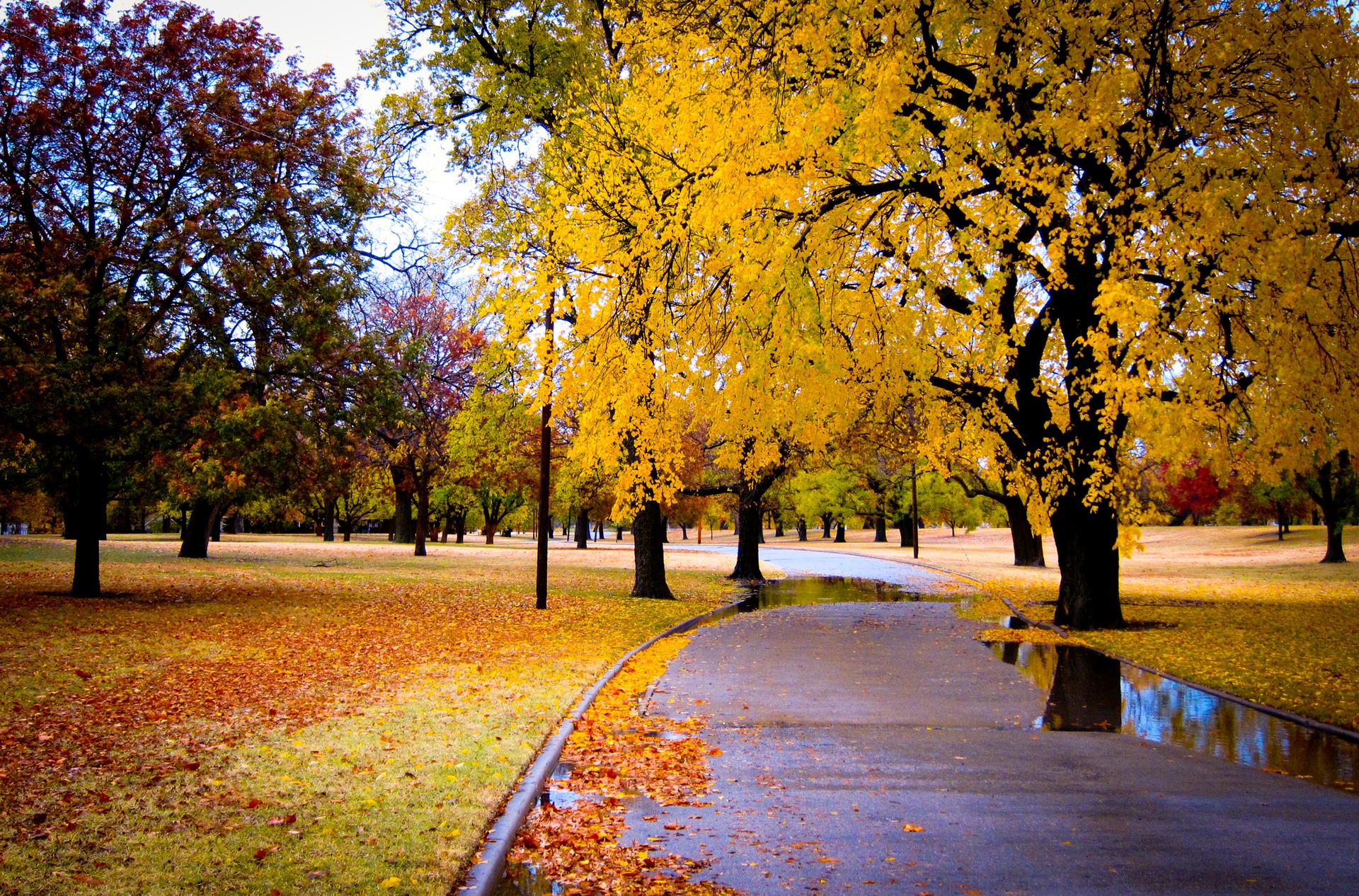 Winding path through a park with bright yellow and red autumn foliage, puddles.