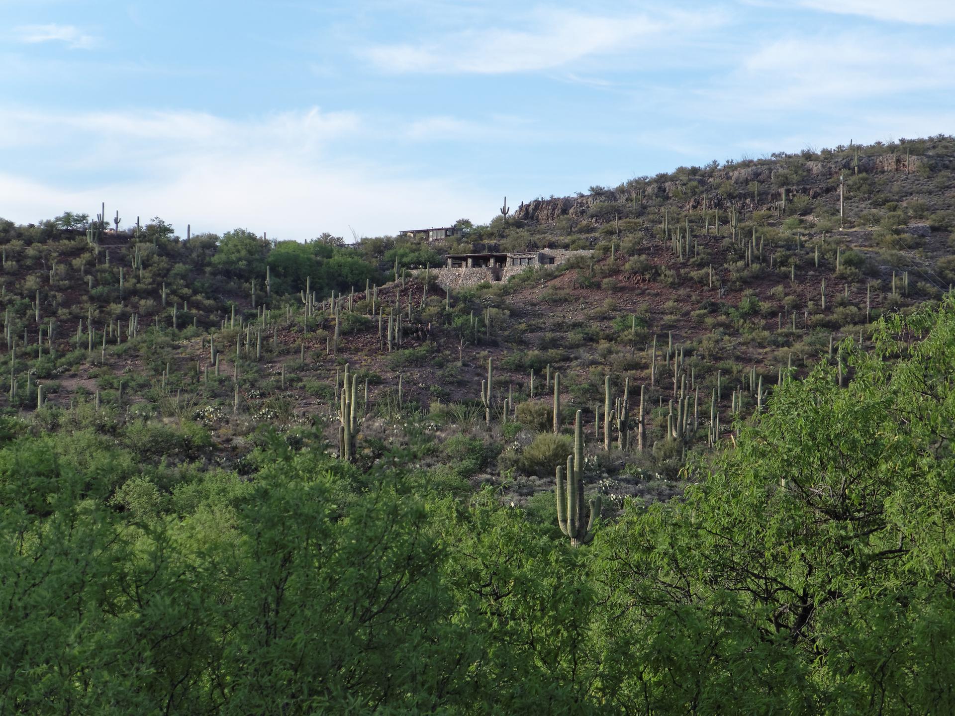 Vast desert hillside covered in saguaro cacti and green trees under a bright sky.