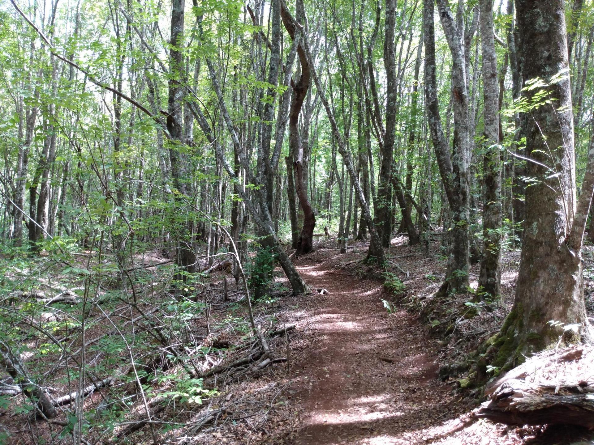 A winding dirt path through a sun-dappled, dense green forest.