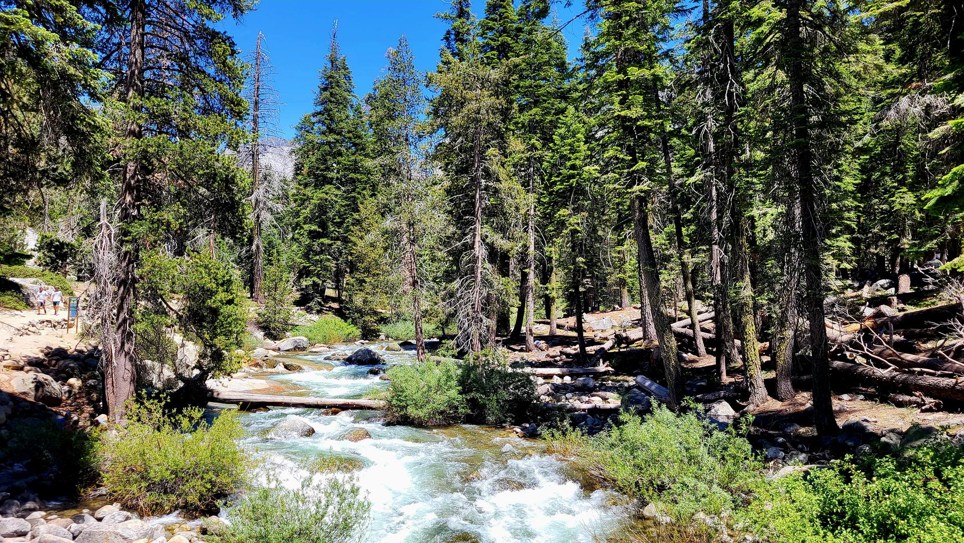 A clear river flows through a dense pine forest on a sunny day.