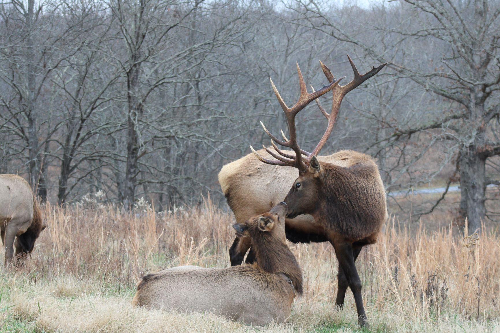 A large antlered elk stands over a resting elk in a dry, grassy landscape.