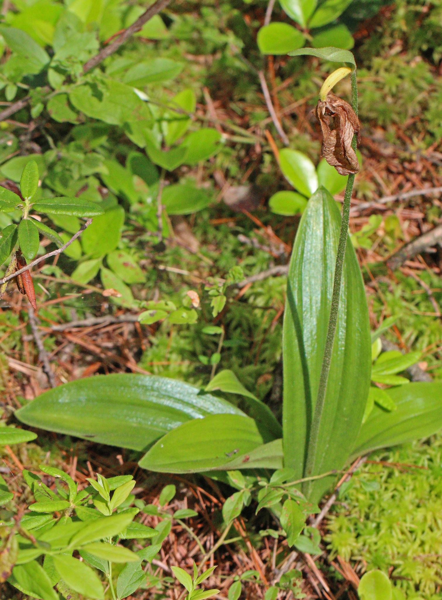 A green plant with a withered brown flower bud on a forest floor.