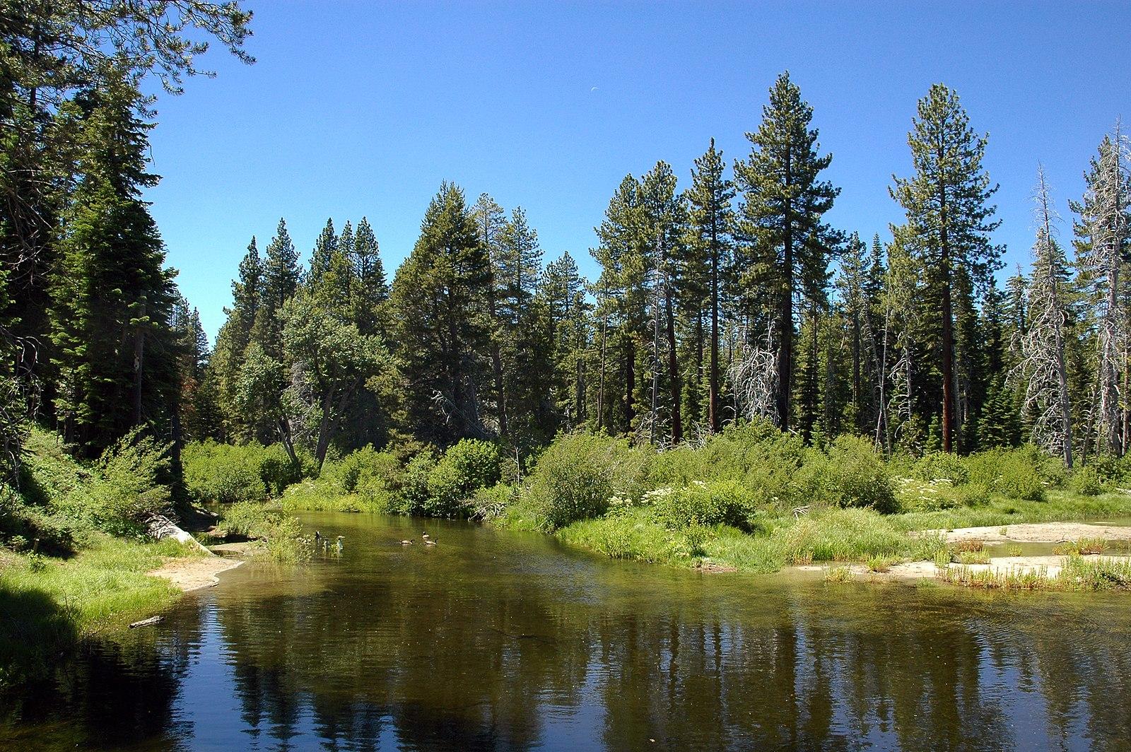 Calm river flowing through a dense green forest under a bright blue sky.