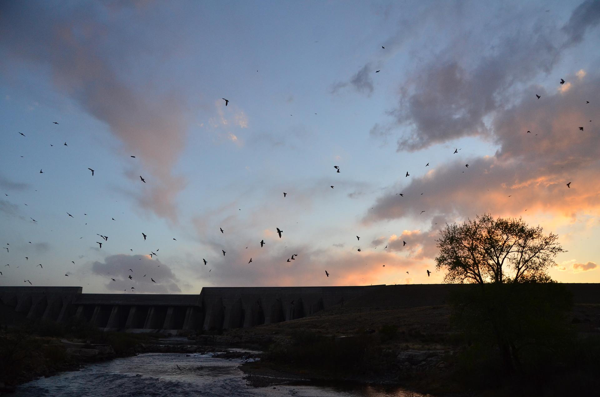 Numerous birds fly over a river and dam at sunset, silhouetting a tree.