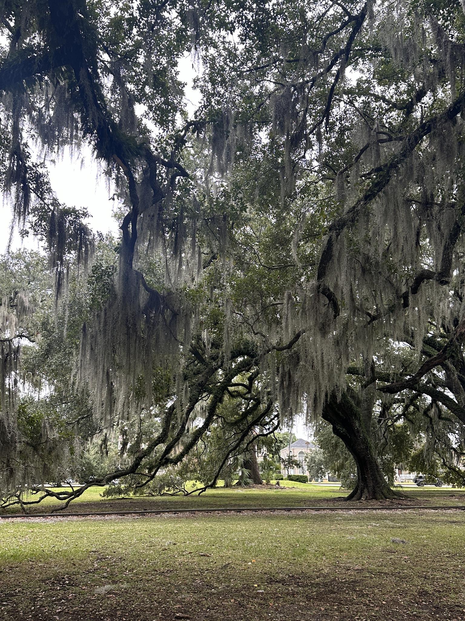 Large oak trees with abundant Spanish moss hang over a green lawn.
