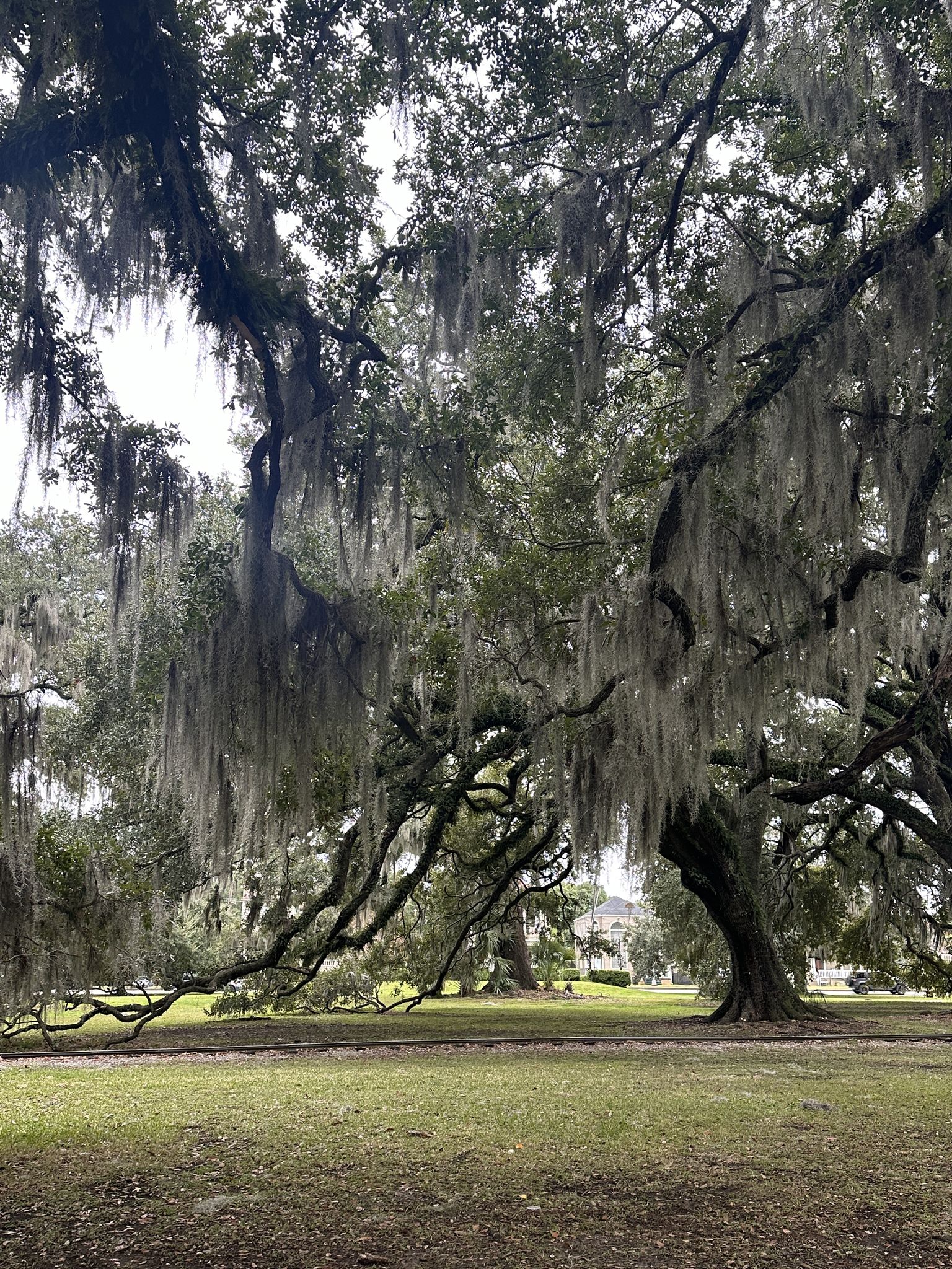 Large oak trees with abundant Spanish moss hang over a green lawn. - Lafitte Greenway – City Park loop from New Orleans