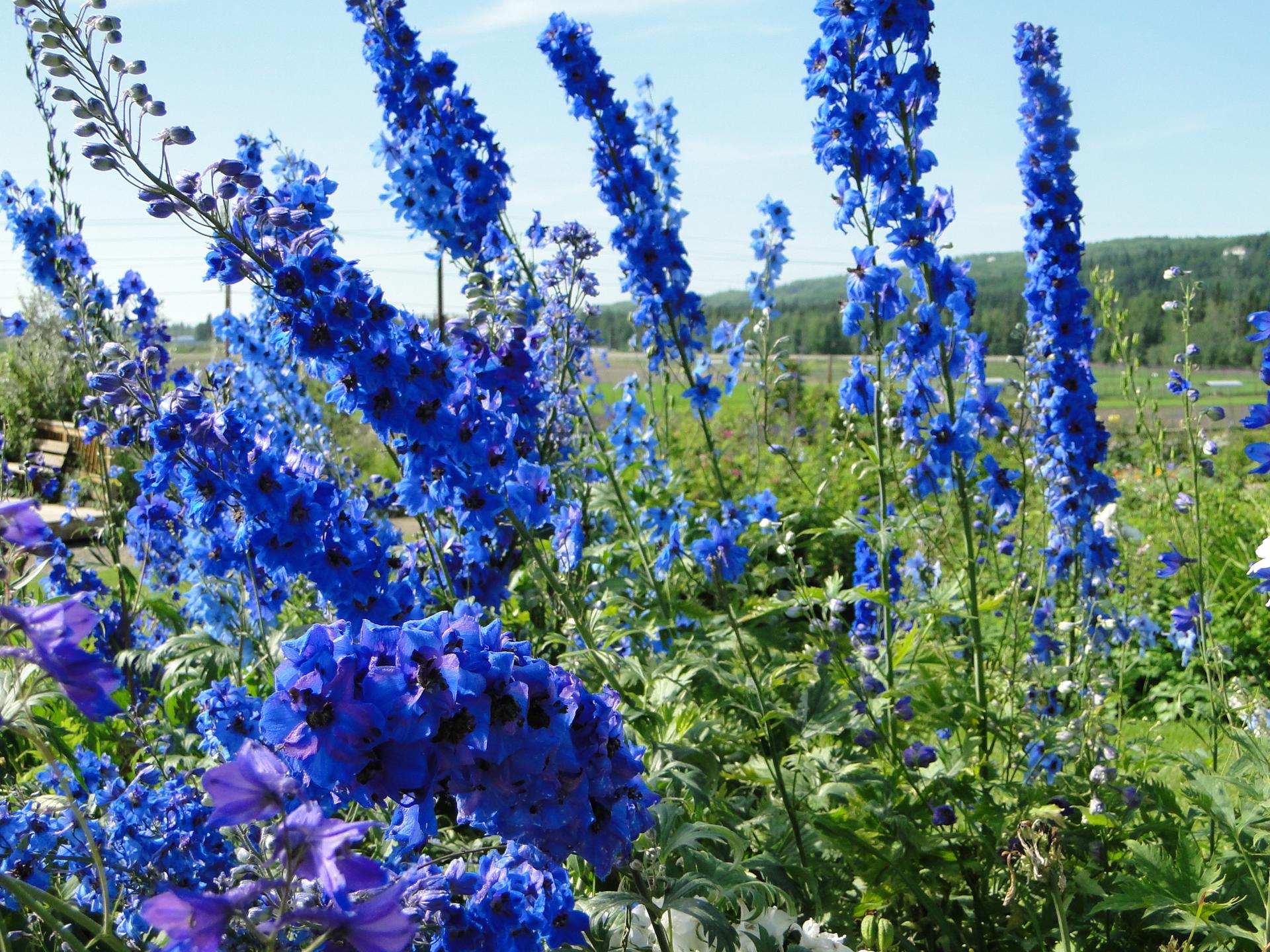 Tall, vibrant blue flowers fill a sunny field with green foliage.
