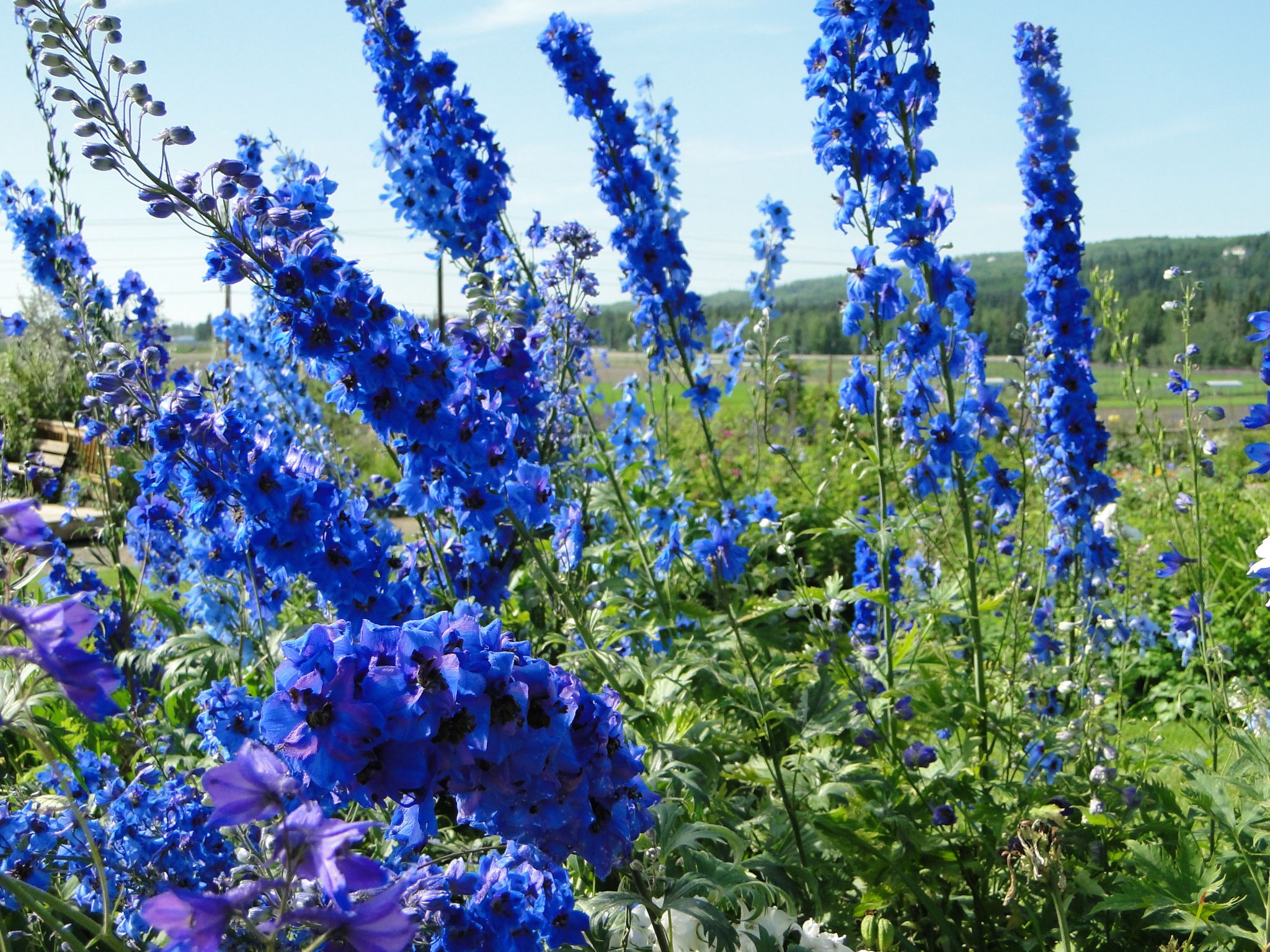 Tall, vibrant blue flowers fill a sunny field with green foliage. - Equinox Marathon Trail