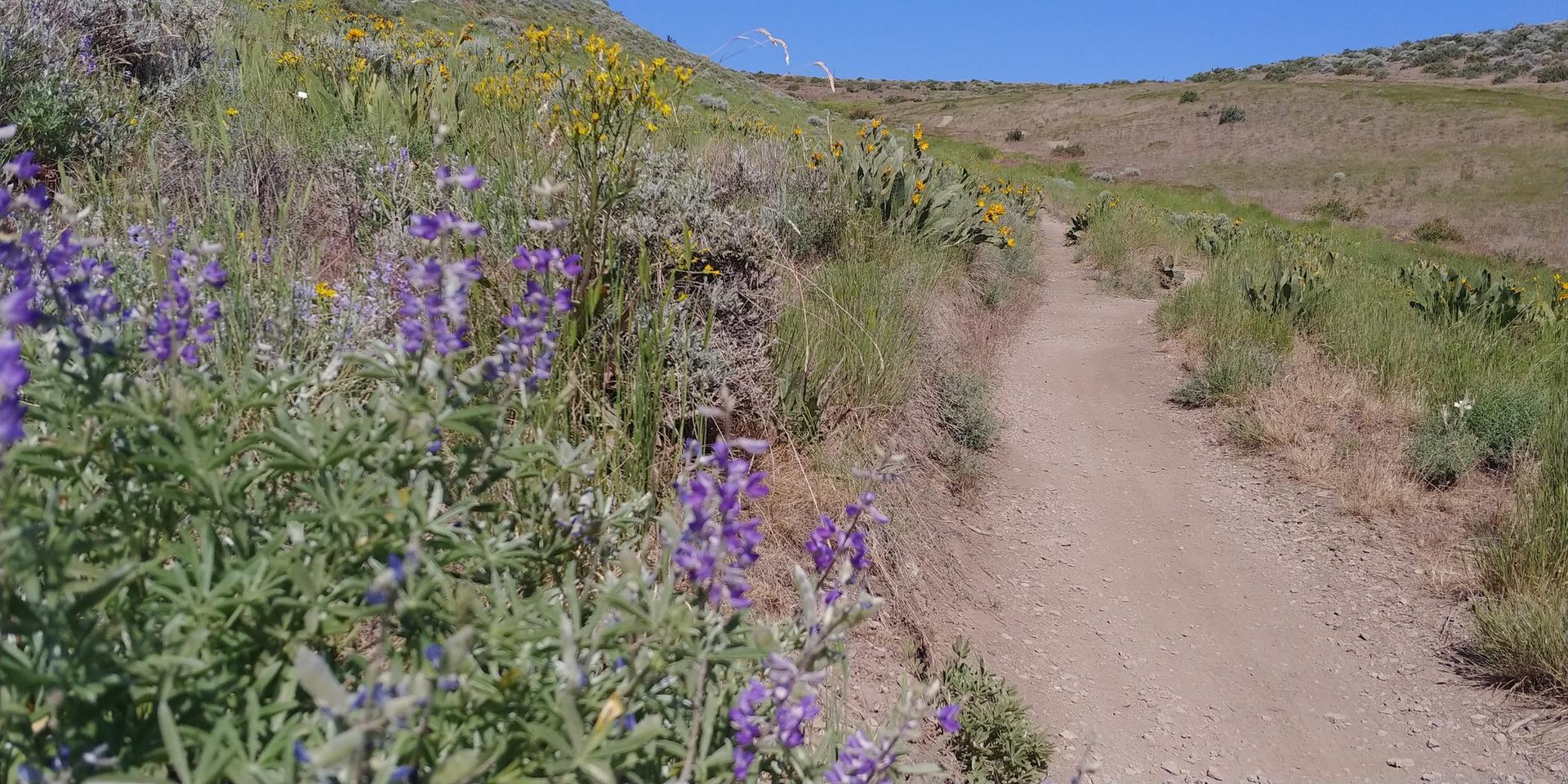 A dirt trail winds uphill through sunny, green hillsides with purple wildflowers.