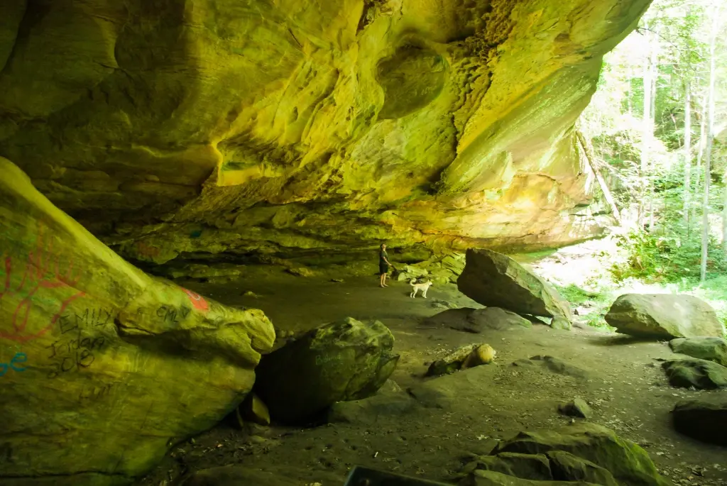 Two dogs explore a large, mossy rock overhang with green-tinged walls.