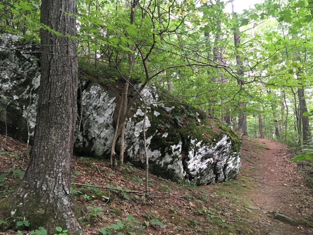 A large moss-covered boulder sits beside a dirt path in a green forest.