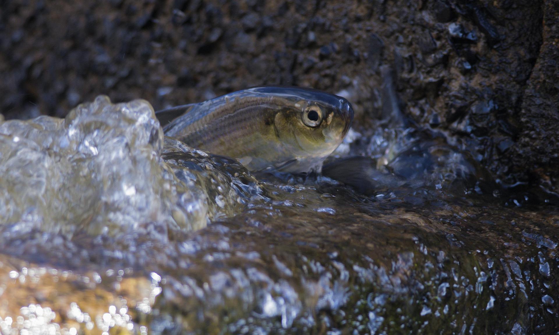 A small fish in clear water with dark rocks, natural light.