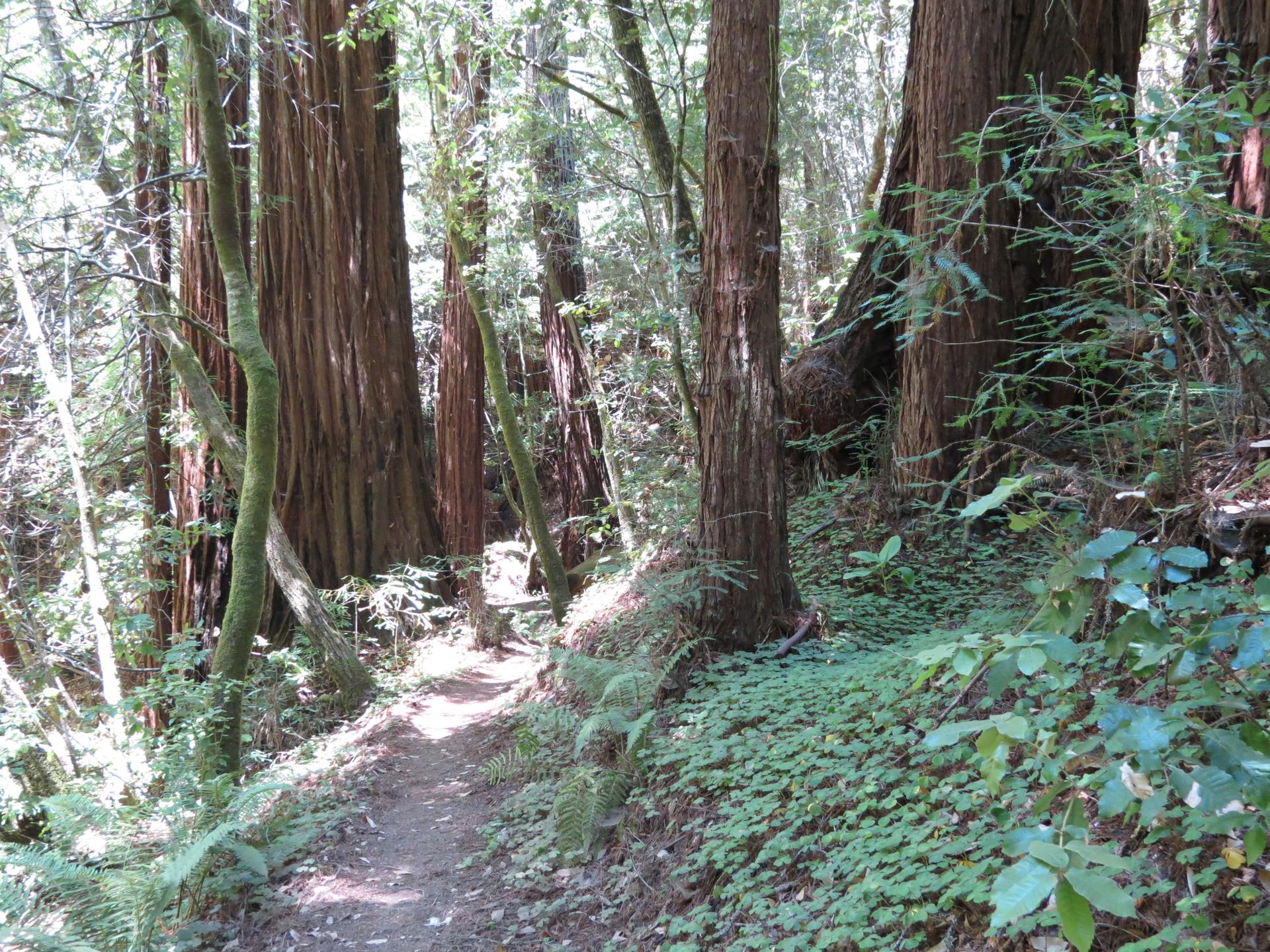 A winding dirt path through a dense, shaded forest with large trees.